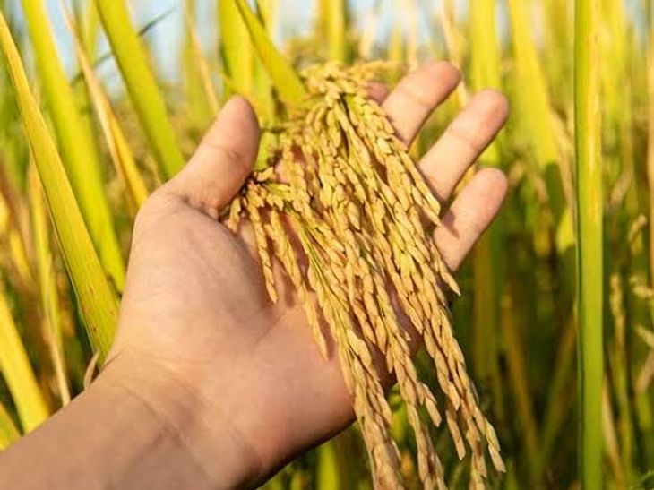 धान खरीदी के लिए आवश्यक प्रारंभिक तैयारियों समय पर करें पूर्ण - कले...