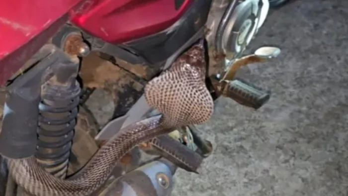 Cobra in Bike – बाइक की सीट के नीचे छिपा था 6 फीट लंबा काला कोबरा, ...