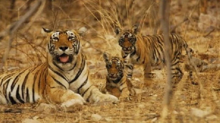 Bastar Tourism Revived – 30 सालों का सूखा खत्म: अब पर्यटकों से गुलज...