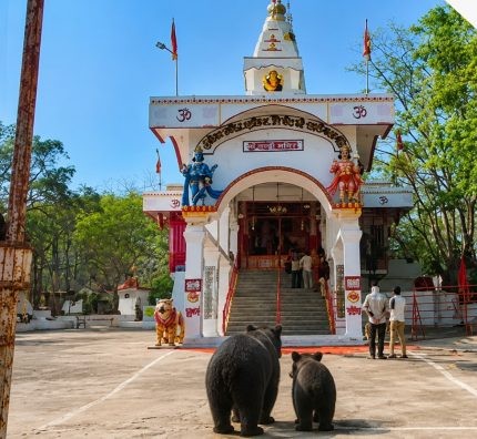 आस्था या चमत्कार! छत्तीसगढ़ के चंडी मंदिर में रोज आरती में शामिल हो...