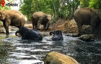 Jumbo Z Security: गरियाबंद में नन्हे हाथी को मिली हाथियों की 'Z+ सुरक्षा', झिरिया चेक डैम के पानी में जलक्रीड़ा का वीडियो वायरल