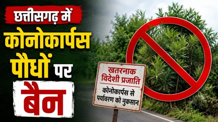 छत्तीसगढ़ में कोनोकार्पस पर सरकार का बड़ा फैसला, नए पौधों के रोपण और बिक्री पर लगाई रोक