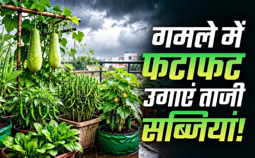 बारिश के मौसम में फटाफट लगाएं 6 सब्जियों के पौधे, कम मेहनत में मिलेगी अच्छी पैदावार; घर पर तैयार करें ताजी सब्जियां