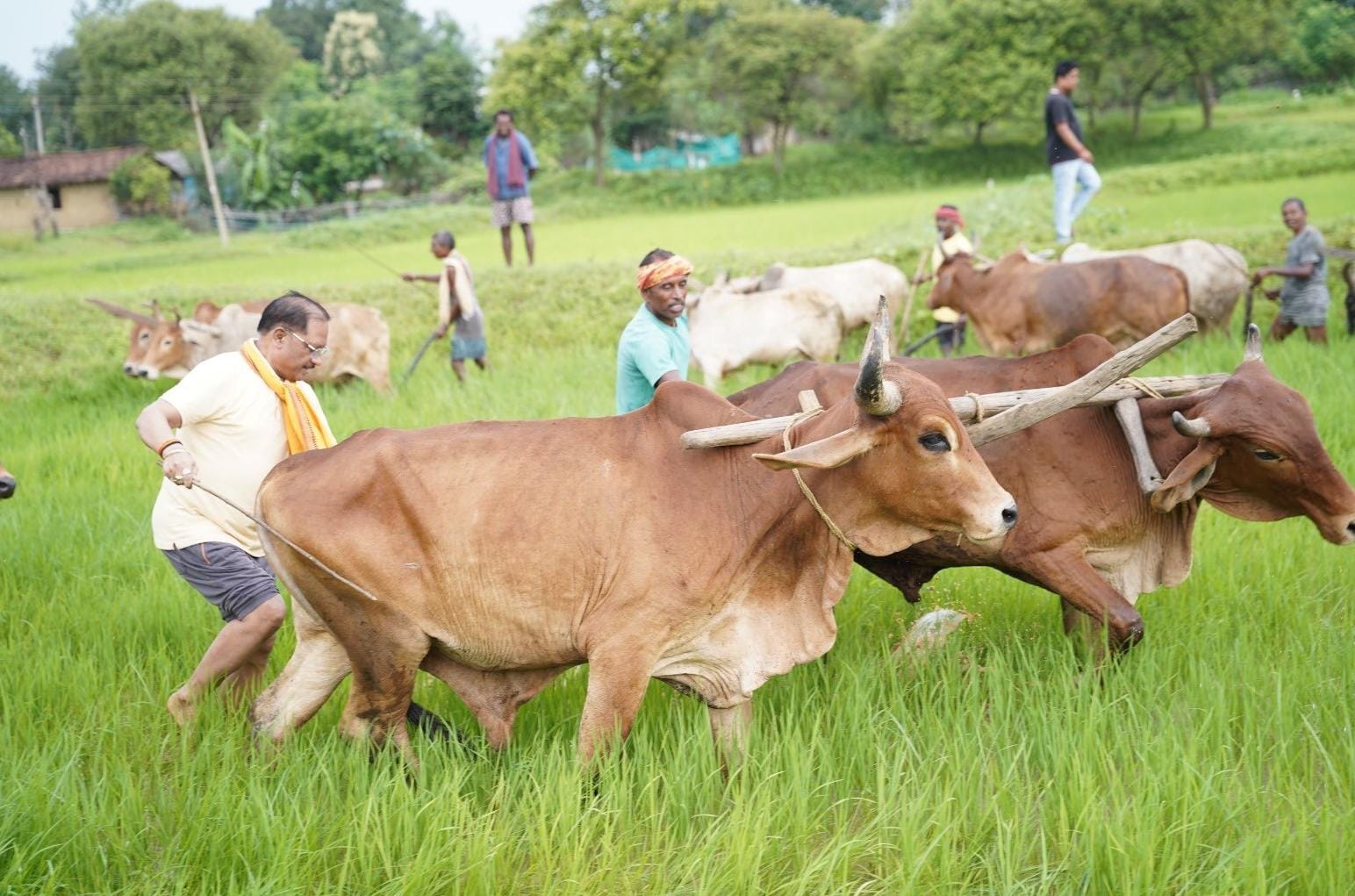 अपनी माटी और खेती-किसानी से जुड़ाव, मुख्यमंत्री साय ने गृहग्राम बगिया में बैलों के साथ चलाया हल
