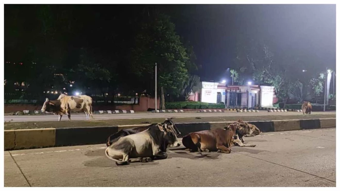 Bilaspur News: हाई कोर्ट के सामने सड़कों पर मवेशियों का जमावड़ा, हा...